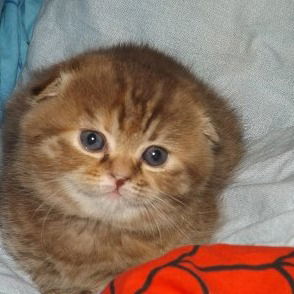 Светлана Корнилова