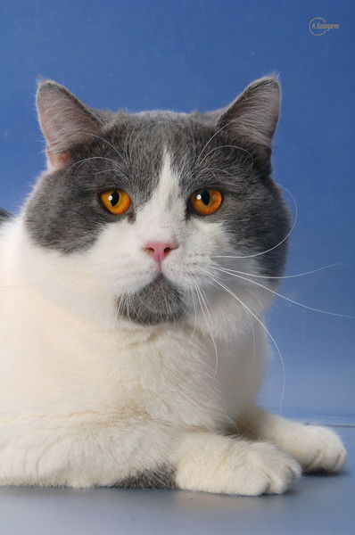 Светлана Иващенко