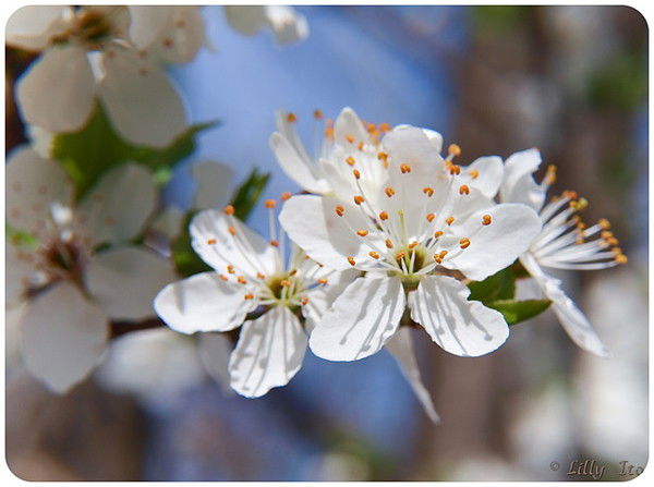 Марина Горячева