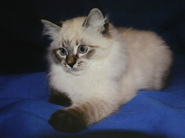 Марина Чичиль