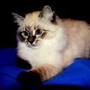 Марина Чичиль