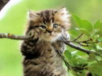 Александра Ровенских