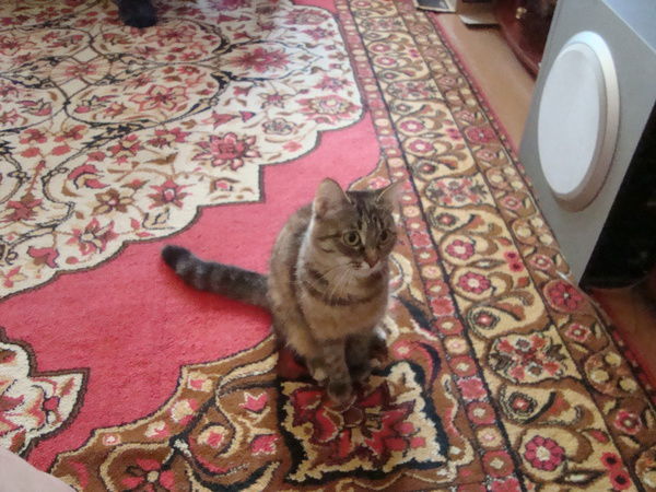 Антон Киселёв