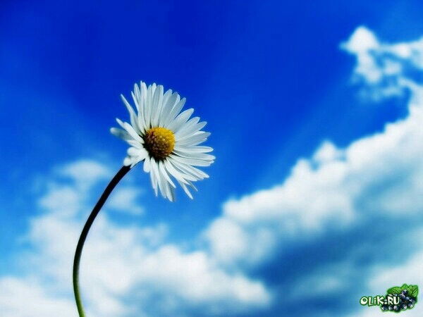 Минара Адамжанова