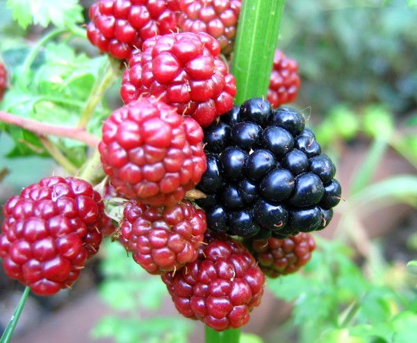 Вита Стурко