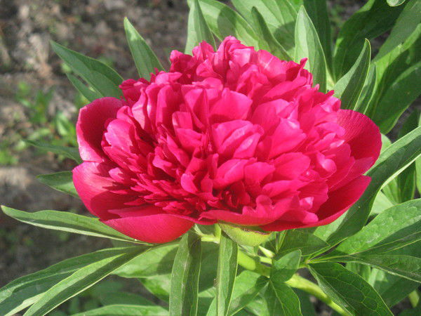 Хорошее Настроение