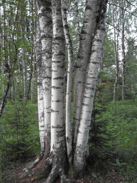 Костя Григорьев