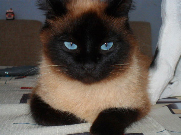 Елена Кошелева