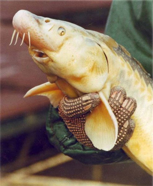 Гбу Кк Кубаньбиоресурсы