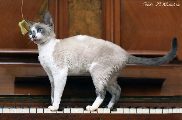 Анна Конохова