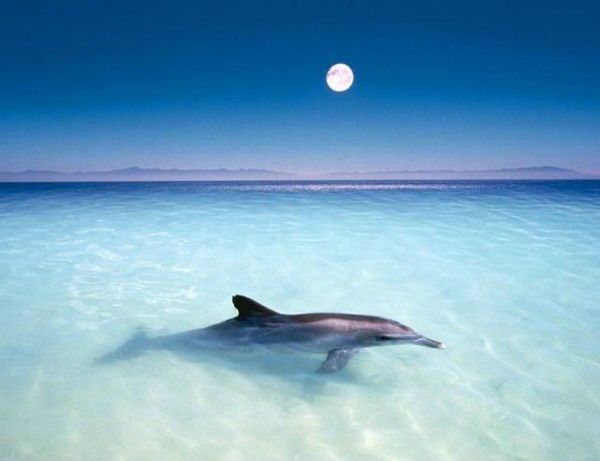 Владимир Исаев