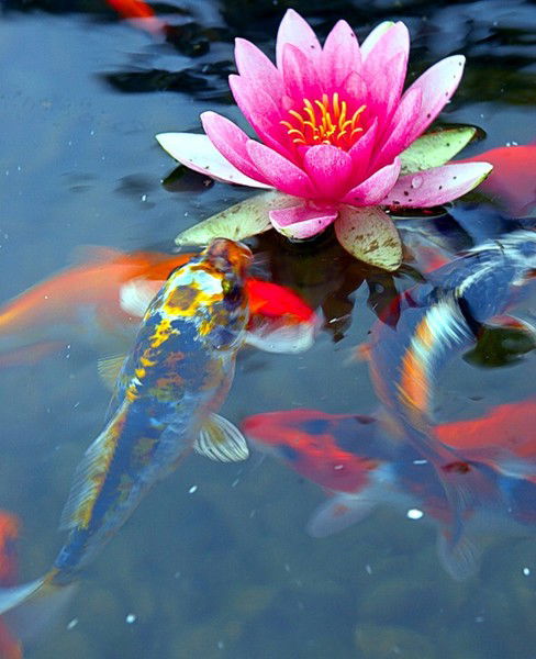 Ляйля Хайбулина