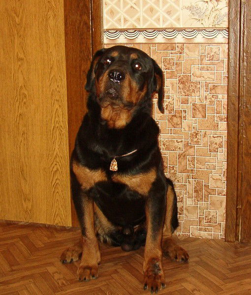 Лариса *********