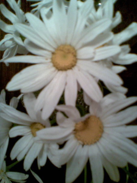 Надежда Дудина