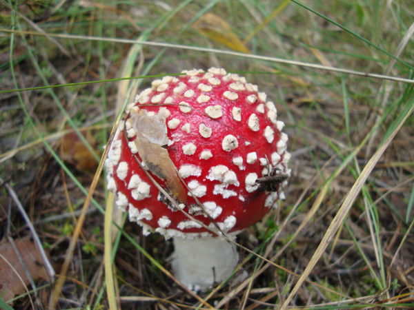 Марина Кошикова