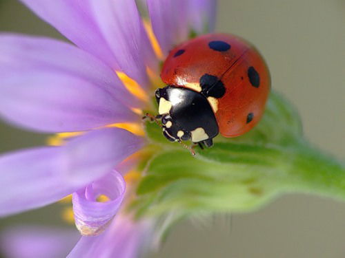 Ксения Кугаевская