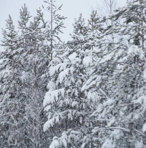 Нина Руткевич