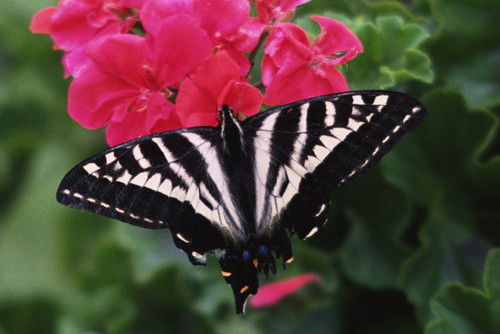 Оксана Лысак