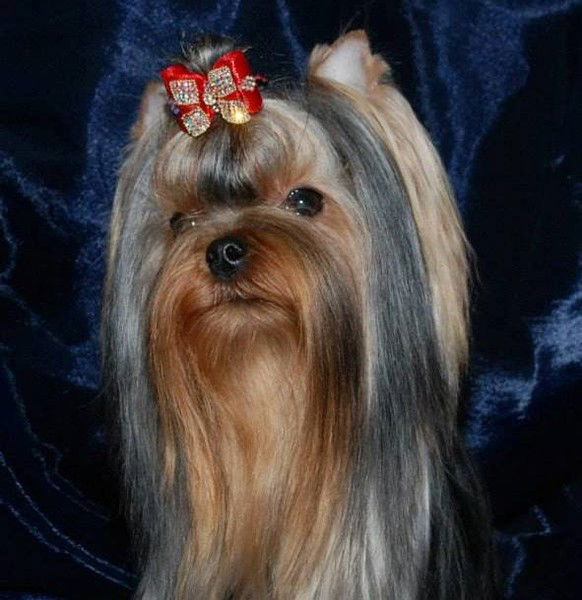 Елена Московская