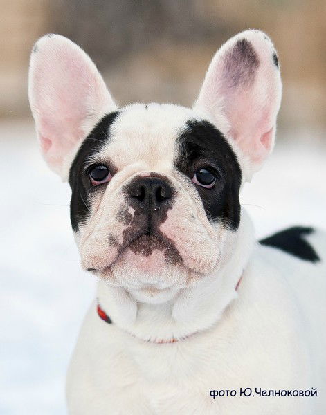 Юлия Челнокова