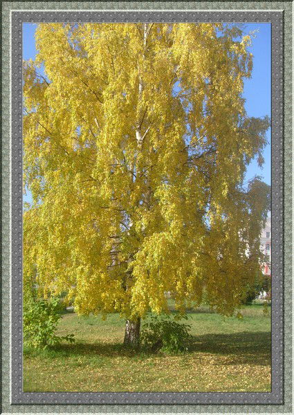 Наташа Трайлинг