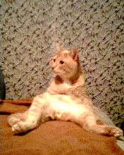 Артем Костерин