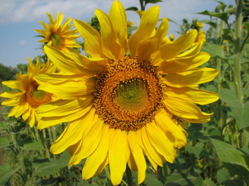 Дима Петровский