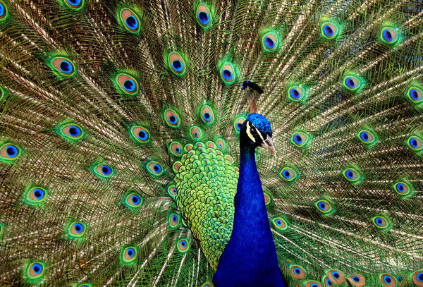 Алла Крупович