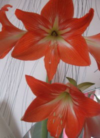 Юлия Филимонова