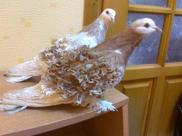 Владимир Ковалев