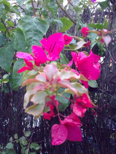 Нелля Андрусь