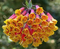 Изготовление Портфолио Учителя