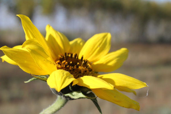 Наталья Проничева