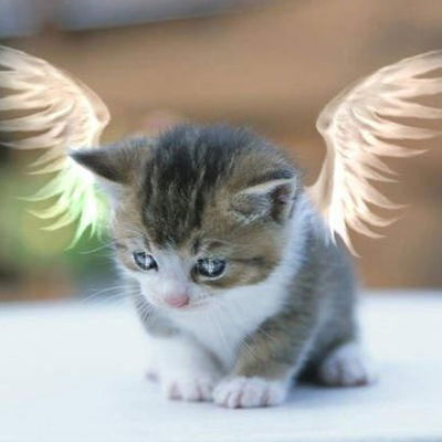 Даша Мирошниченко