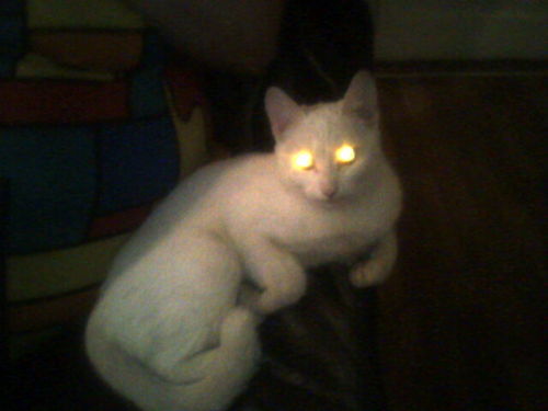 Юлия Цыденова