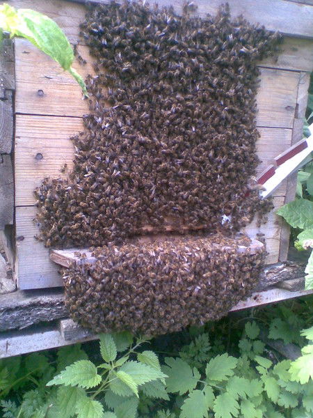 Евгений Мастяев