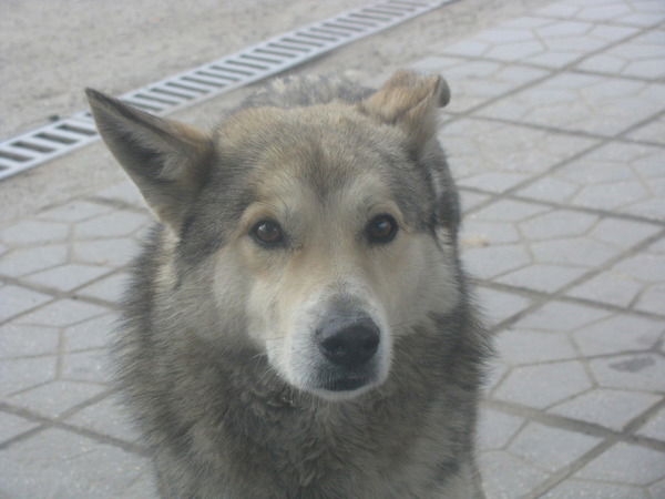 Алексей Титов