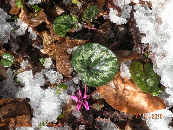 Валентина Кленина (Бойко)