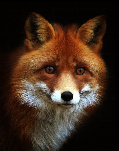 Андрей Евсиевич