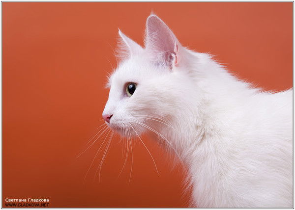 Елена Луначёва