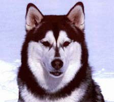 Алексей Безфамильный