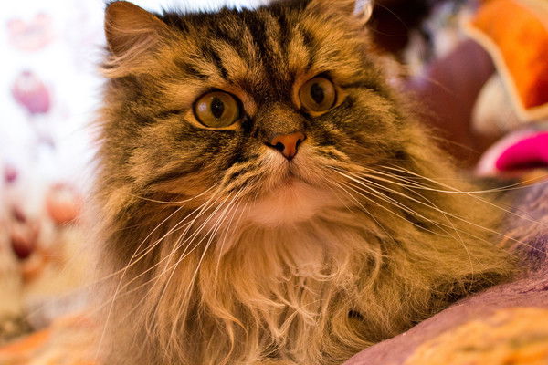 Светлана Толкунова