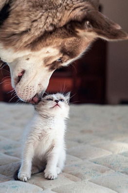 Юлия Дейнеко