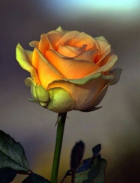 Юлия Бабина