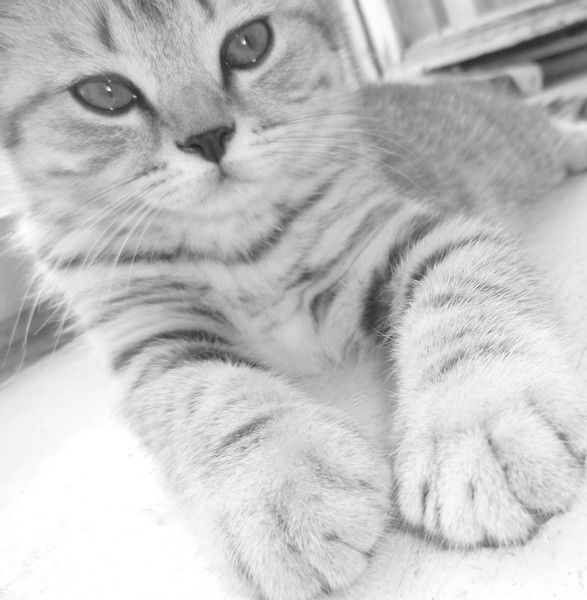 Наталья Баляева