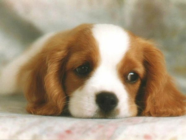 Акбермет Женишбекова