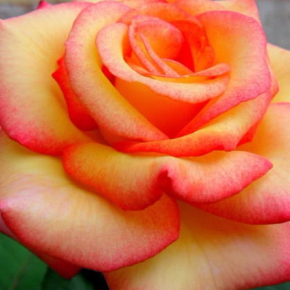 Александра Машенская