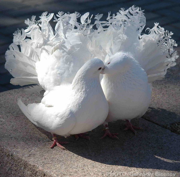 Голубка )))))))))))