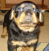 Наталья Асанова