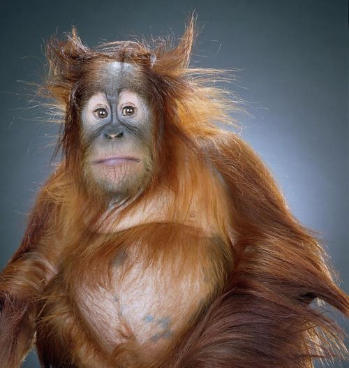 Дмитрий Новолодский